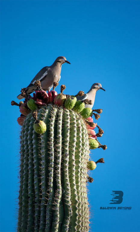A couple of birds are perched on top of the cactus, eating the fruit.