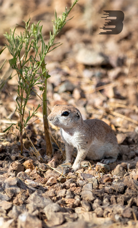 Round-tailed ground squirrels are standing next to a small plant.