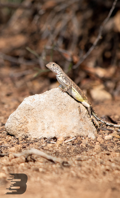 A desert lizard is perched on top of a small rock.