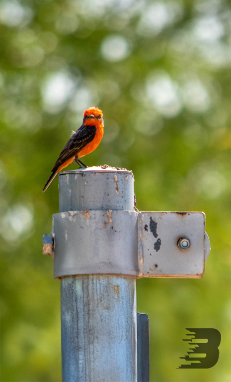 A orange bird sits on top of a steel pole